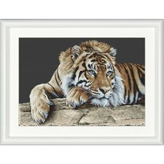 Tiger (Тигр) #579.05 Thea Gouverneur Набор для вышивания 45 x 35 см Счетный крест