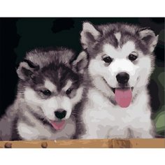 Картина по номерам Щенки Хаски 40х50 см Hobby Home