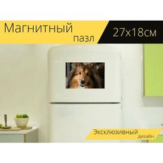 Магнитный пазл "Собака, шелти, овчарка" на холодильник 27 x 18 см. Lots Prints