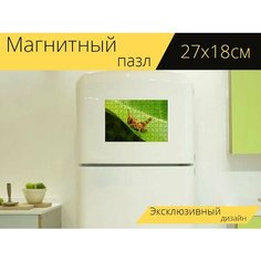 Магнитный пазл "Кузнечик, крикет, насекомое" на холодильник 27 x 18 см. Lots Prints