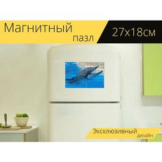 Магнитный пазл "Бутылконосый дельфин, дельфин, зубы" на холодильник 27 x 18 см. Lots Prints