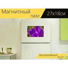 Магнитный пазл "Крокус, фиолетовый, цвести" на холодильник 27 x 18 см. Lots Prints