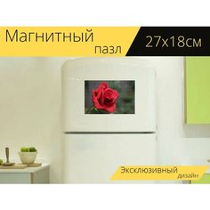Магнитный пазл "Красная бархатная роза, цветок, лепестки" на холодильник 27 x 18 см. Lots Prints