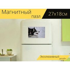 Магнитный пазл "Хаски, собака, сибирский хаски" на холодильник 27 x 18 см. Lots Prints