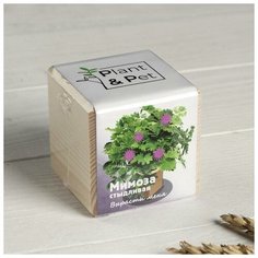 Набор для выращивания P&P "Мимоза стыдливая" Noname