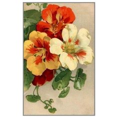 Алмазная мозаика Настурция 18x28 см. PSP