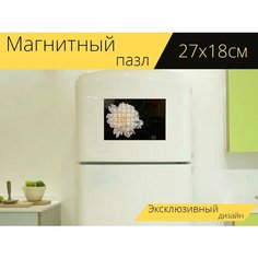 Магнитный пазл "Пион, белый, цвести" на холодильник 27 x 18 см. Lots Prints