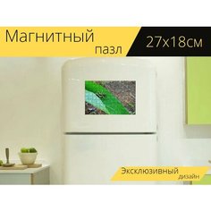 Магнитный пазл "Насекомое, кузнечик, дикий" на холодильник 27 x 18 см. Lots Prints