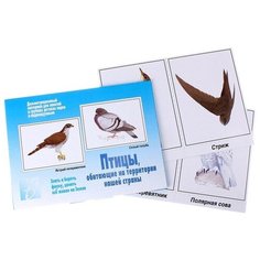 Настольная игра "Птицы нашей страны" Весна Дизайн