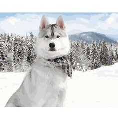 Картина по номерам Белый хаски в снегу 40х50 см Hobby Home