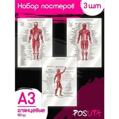 Постеры анатомия человека, мышцы. Плакаты для медиков Posuta