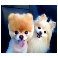 Алмазная мозаика 40x50 см. на холсте с подрамником (картина стразами, алмазная вышивка) Парочка шпицев 40x50 см. Boom Boom Shop