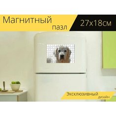 Магнитный пазл "Золотистый ретривер, изолированный, собака" на холодильник 27 x 18 см. Lots Prints