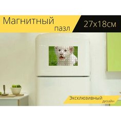 Магнитный пазл "Лев, белый, милый" на холодильник 27 x 18 см. Lots Prints