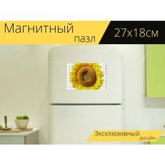 Магнитный пазл "Подсолнух, цвести, летом" на холодильник 27 x 18 см. Lots Prints