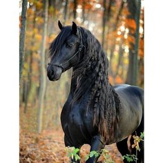 Алмазная мозаика 40x50 см. на холсте с подрамником (картина стразами, алмазная вышивка) Черный конь Boom Boom Shop