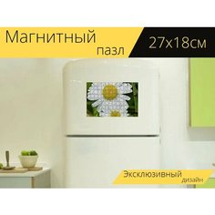 Магнитный пазл "Маргаритка, дикий цветок, ромашки" на холодильник 27 x 18 см. Lots Prints