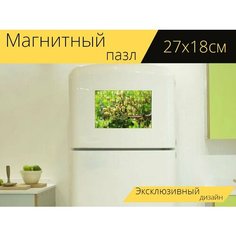 Магнитный пазл "Фисташки, фисташковое дерево, дерево" на холодильник 27 x 18 см. Lots Prints