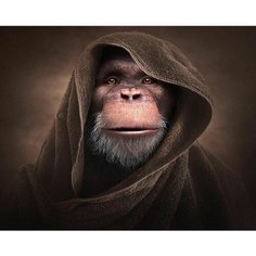 Картина по номерам Шимпанзе в мантии 40х50 см 000 Art Hobby Home