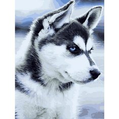 Картина по номерам Хаски 40х50 см Hobby Home