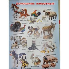 Плакат обучающий А2 домашние животные Россия