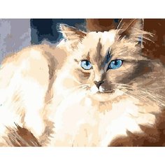 Картина по номерам Голубоглазая кошечка 40х50 см Hobby Home