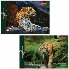 Альбом для рисования А4 40 л, на завязках, обложка картон, BRAUBERG, 200х285 мм, "Дикие кошки" (2 вида), 105615