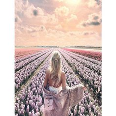 Картина по номерам Поля гиацинтов 40х50 см АртТойс