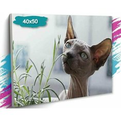Картина по номерам "Сфинкс", Холст на подрамнике, 40х50 см, Набор для творчества, Рисование, 40х50 см, Живопись "ТТ", с кошкой