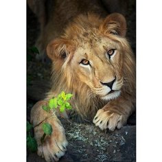 Картина по номерам 30Х40 Lori Могучий лев ХК-0908