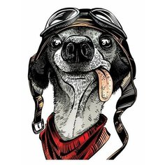 Картина по номерам Собака в шлеме 40х50 см АртТойс