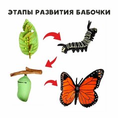 Обучающий набор «Этапы развития бабочки» 4 фигурки Россия