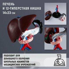 Макет "Печень и 12-типерстная кишка" 14*23см Noname