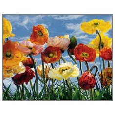Алмазная мозаика Маковая россыпь 40x50 см. Milato