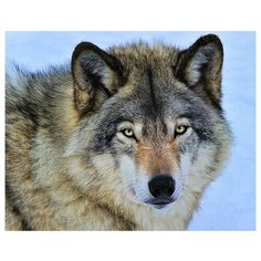 Алмазная мозаика "Взгляд волка", классическая, 30х40 см (с подрамником, с частичным заполнением) Рыжий кот