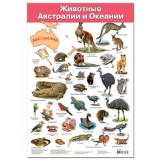 Плакат Дрофа-Медиа Животные Австралии и Океании 2858
