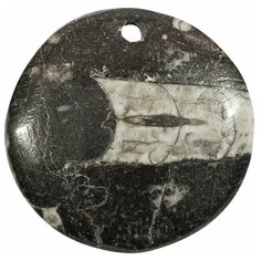 Подвеска из ортоцераса, размер 29х28х6 мм , вес 7 грамм, со сквозным отверстием Нет бренда