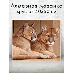 Алмазная мозаика (круглая) Пумы 40х50 см Colibri