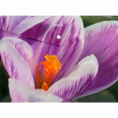 Папка-конверт на кнопке Attache Selection Crocus (А4, 180мкм, пластик) 6шт, 13 уп.