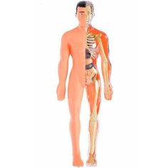 Исследовательский набор-конструктор Строение тела ND Play