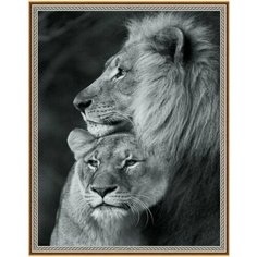 Алмазная мозаика животные черно-белая HWA4280 на подрамнике 40х50см Нет бренда