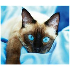 Алмазная мозаика на подрамнике (картина стразами) 40х50 Сиамская кошка с голубыми глазами СУПЕР