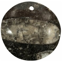 Подвеска из ортоцераса, размер 37х7 мм , вес 14 грамм, со сквозным отверстием Нет бренда