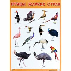 Плакат 978-5-43151-942-0 Птицы жарких стран Мозаика Синтез