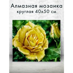 Алмазная мозаика (круглая) Желтая роза 40х50 см Colibri