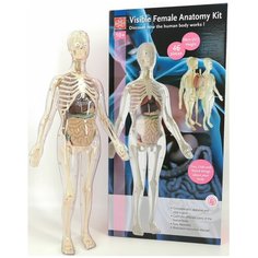 Анатомический набор EDU-TOYS (органы, скелет 56см, жен.) MK001