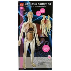 Набор для опытов и экспериментов Edu-Toys Education "Анатомический набор", MK002, разноцветный