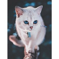 Алмазная мозаика Голубоглазый пушистик 30x40 см. Цветной