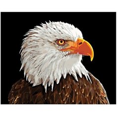 Картина по номерам Белоголовый орёл 40х50 см Hobby Home