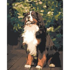 Картина по номерам Бернский зенненхунд на стену Палитра забав